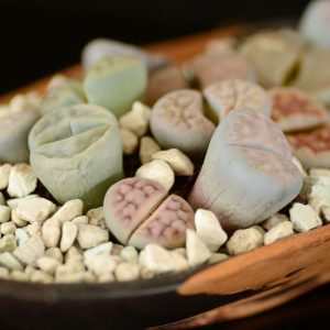 Lithops – roślina kamień