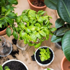 Ogródek – warzywniak na balkonie