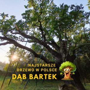 Dąb Bartek – jedno z najstarszych drzew w Polsce